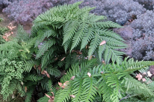 Woodwardia fimbriata | Giant Chain Fern | Native Woodland Fern | Large Shade Perennial | Deer Resistant | 1 Gallon Live Plant