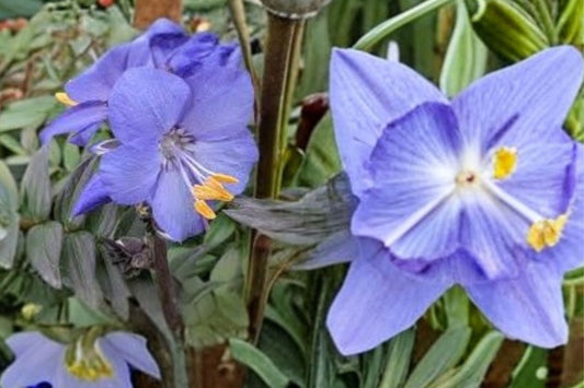 Polemonium 'Purple Rain' | Jacob's Ladder | Violet Blue Perennial | Shade Garden Plant | Fern-Like Foliage | 4 Inch Live Plant