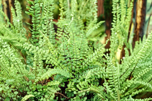 Asplenium trichomanes | Maidenhair Spleenwort Fern | Hardy Evergreen Fern | Shade Garden Plant | Rock Garden Fern | 3.5 Inch Live Plant