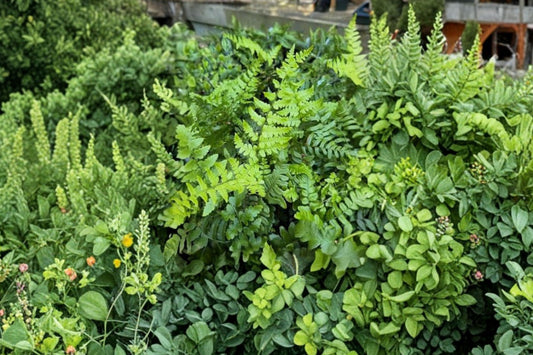 Dryopteris championii | Champion's Wood Fern | Evergreen Shade Fern | Woodland Perennial | Deer Resistant | 3.5 Inch Live Plant