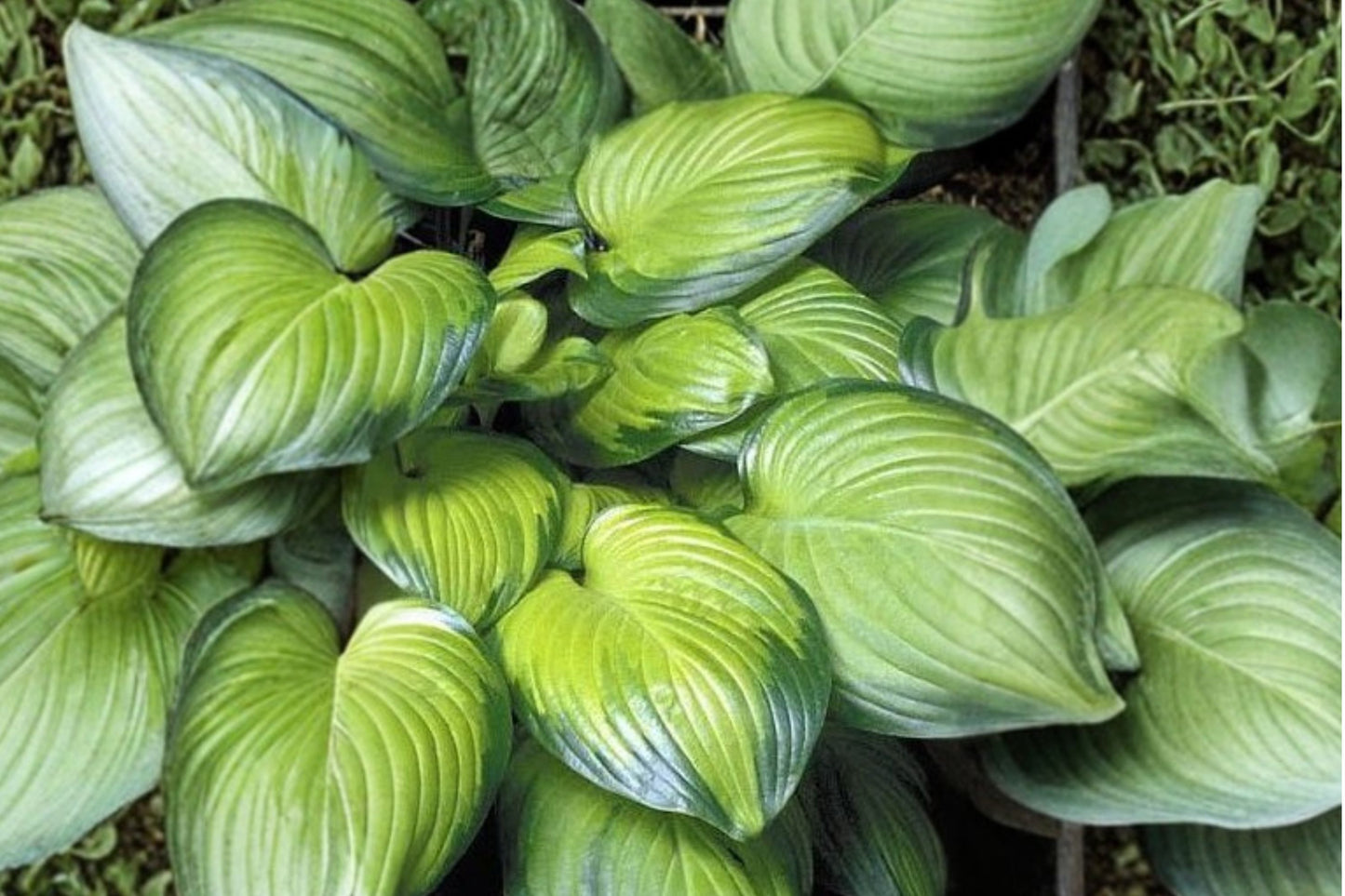 Hosta 'Guacamole' | Fragrant Variegated Hosta | Shade Perennial | Plantain Lily | Large Leaf Hosta | 1 Gallon Live Plant