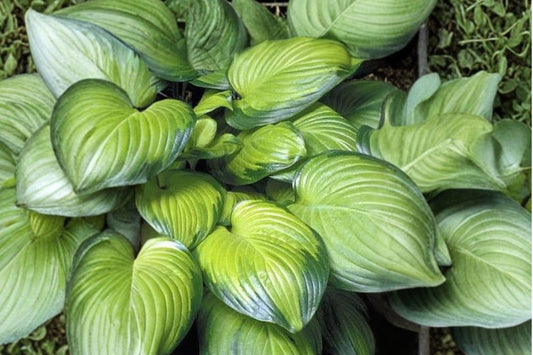 Hosta 'Guacamole' | Fragrant Variegated Hosta | Shade Perennial | Plantain Lily | Large Leaf Hosta | 1 Gallon Live Plant