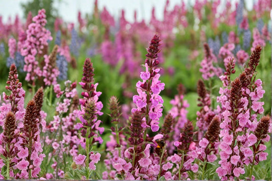 Salvia nemorosa 'Rose Marvel' | Pink Perennial Sage | Pollinator Plant | Fragrant Cottage Garden Flower | 1 Gallon Live Plant