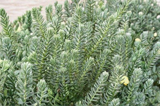 Sedum reflexum 'Blue Spruce' | Blue Stonecrop Succulent | Evergreen Groundcover | Drought-Tolerant Sedum | 3.5 Inch Live Plant