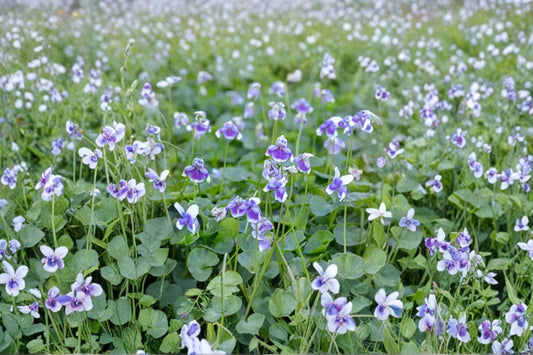 Viola hederacea | Australian Native Violet | Evergreen Groundcover | Shade-Loving Perennial | Lilac Flowers | 3.5 Inch Live Plant