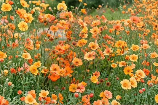 Geum 'Koi' | Orange Avens Perennial | Long Blooming Cottage Garden Flower | Pollinator Plant | Multiple Size Options