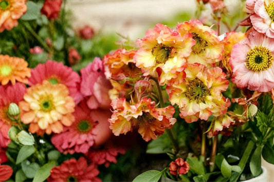 Geum 'Pretticoats Peach' | Peach Avens Perennial | Double Peach Flowers | Long Blooming Pollinator Plant | 1 Gallon Live Plant