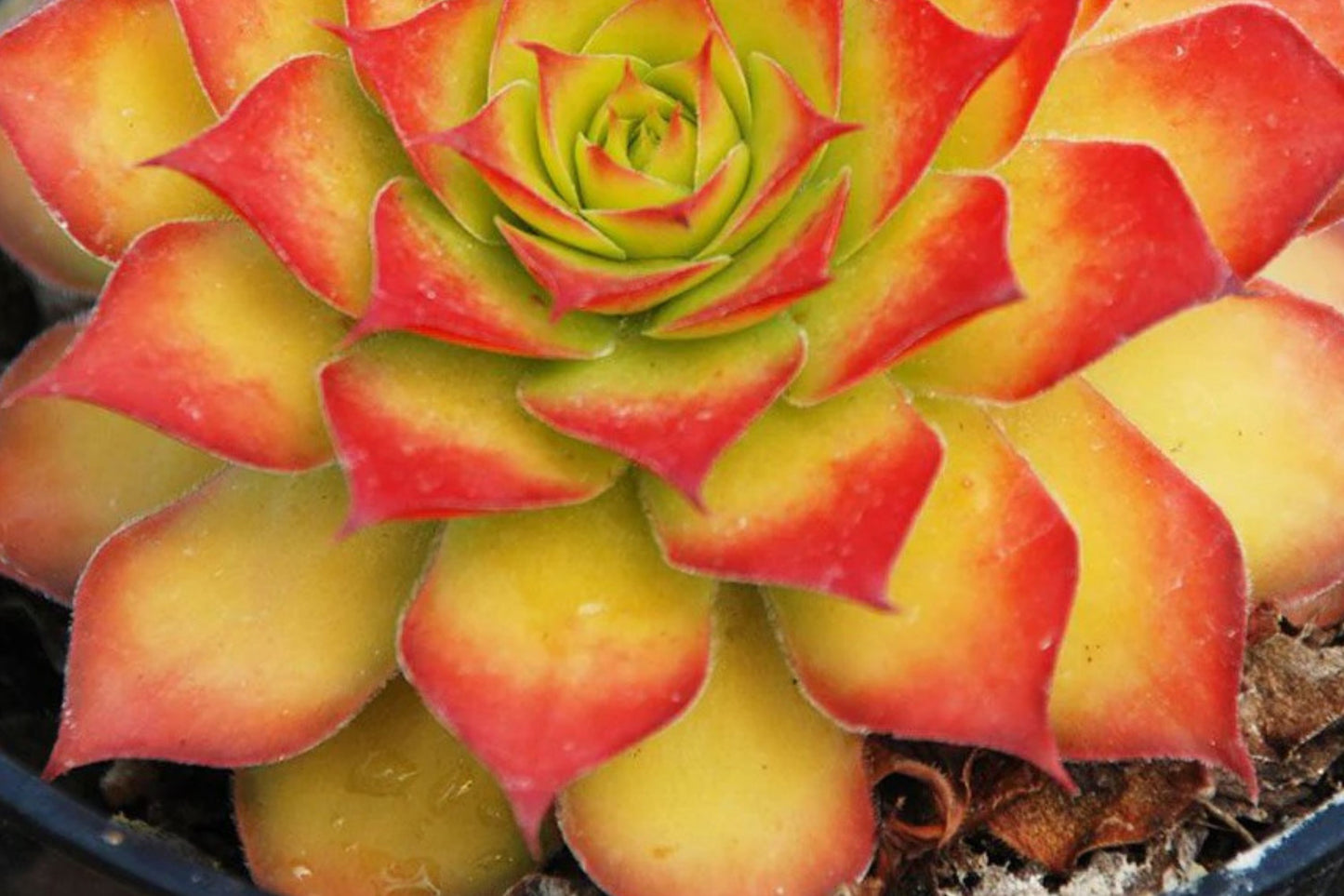 Sempervivum 'Gold Nugget' | Chick Charms Hens and Chicks | Color Changing Succulent | Evergreen Hardy Succulent | 3.5 Inch Live Plant