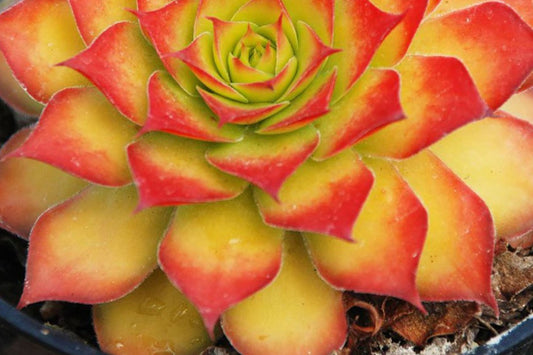 Sempervivum 'Gold Nugget' | Chick Charms Hens and Chicks | Color Changing Succulent | Evergreen Hardy Succulent | 3.5 Inch Live Plant