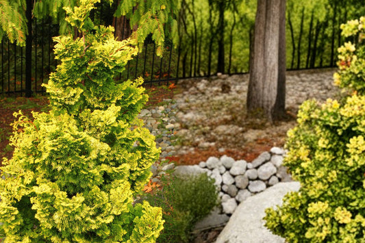 Chamaecyparis obtusa 'Nana Lutea' | Golden Hinoki Cypress | Dwarf Evergreen Shrub | Live Conifer | 4" Pot | Japanese Garden Plant