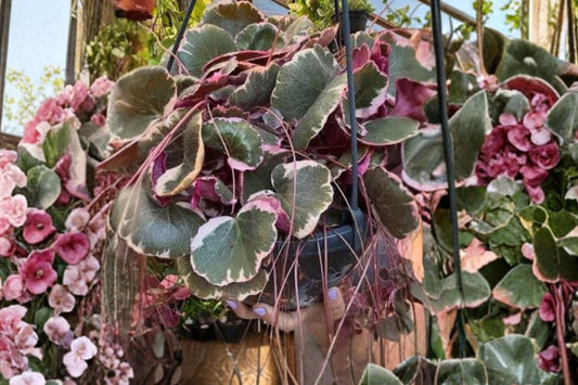 Saxifraga stolonifera | Strawberry Begonia | Trailing Houseplant | Shade Groundcover | Live Perennial | 3.5" Pot