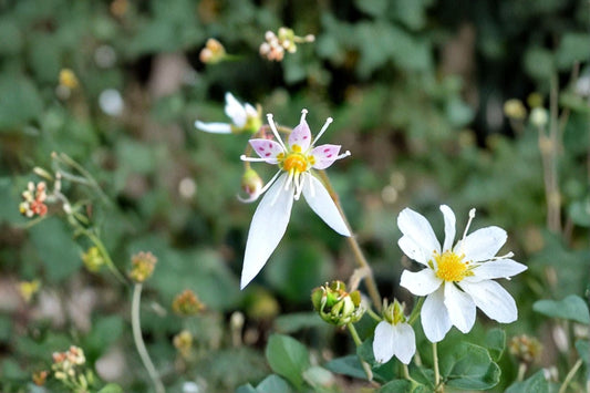 Saxifraga stolonifera 'Harvest Moon' | Golden Strawberry Begonia | Trailing Houseplant | Shade Groundcover | Live Plant | 3.5" Pot