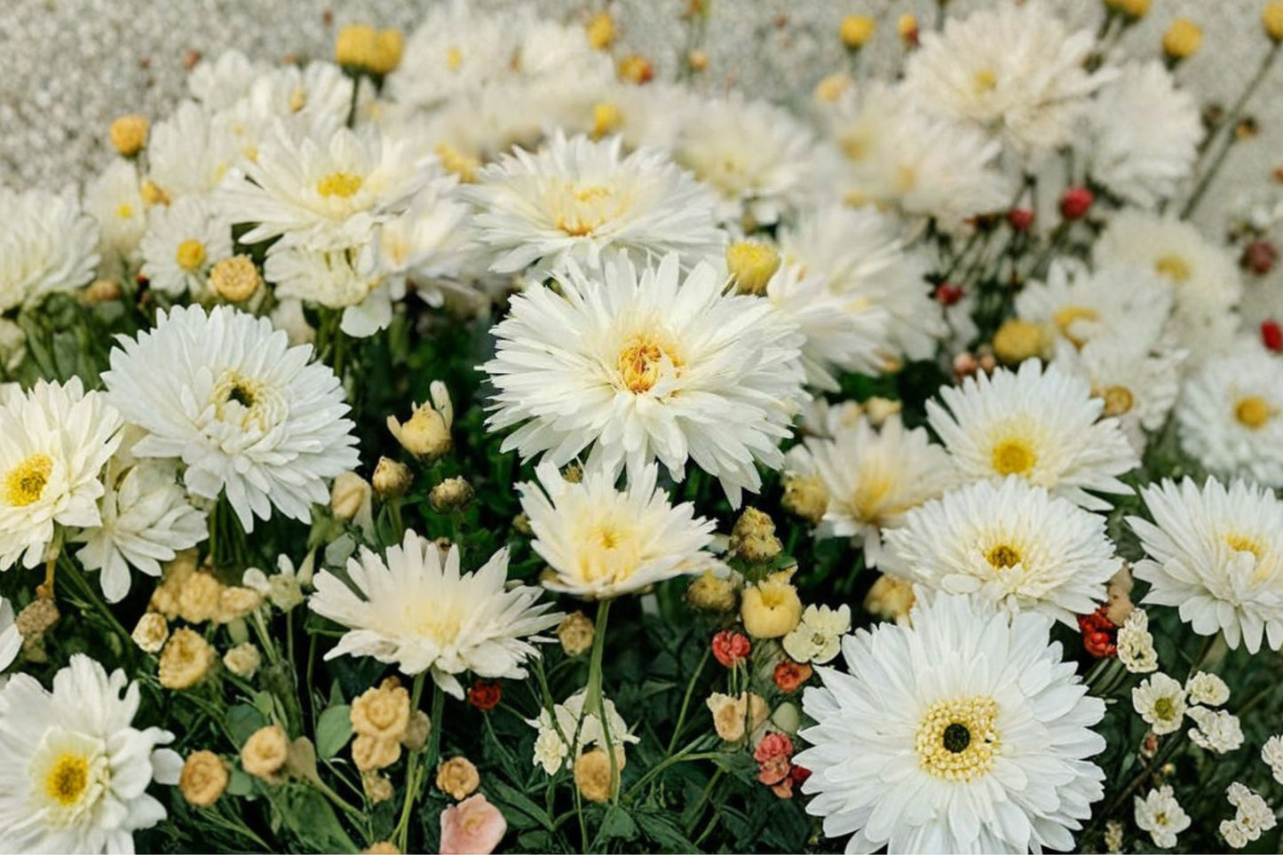 Leucanthemum 'Mt. Hood' | Shasta Daisy | White Perennial Flower | Pollinator Plant | Deer Resistant | Live Plant