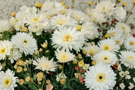 Leucanthemum 'Mt. Hood' | Shasta Daisy | White Perennial Flower | Pollinator Plant | Deer Resistant | Live Plant
