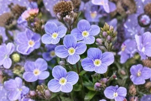 Veronica 'Georgia Blue' | Blue Speedwell | Evergreen Groundcover | Pollinator Perennial | Live Plant | 3.5" Pot or 1 Gallon
