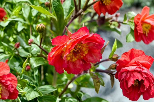 Geum TEMPO™ 'Coral' | Coral Avens Perennial | Long Blooming Flower | Deer Resistant | Pollinator Plant | Live Geum | Bareroot or Potted Plant