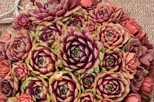Sempervivum SUPERSEMPS® 'Ruby' | Giant Hens & Chicks Succulent | Ruby Red Evergreen Succulent | Cold Hardy Live Plant | 4.5" Pot