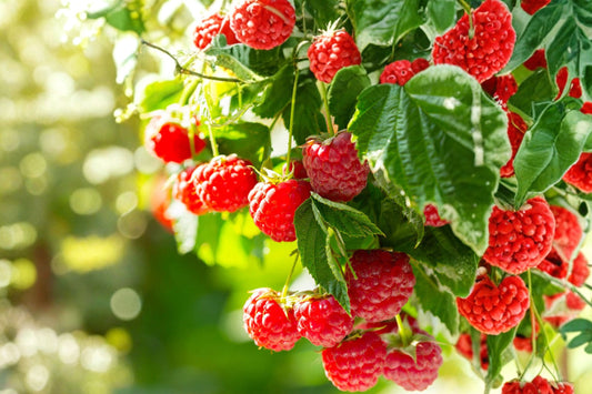 Raspberry 'Caroline' | Everbearing Red Raspberry Plant | Rubus idaeus | Sweet Berry Bush | Live Fruit Plant | Bareroot or 1 Gallon Pot