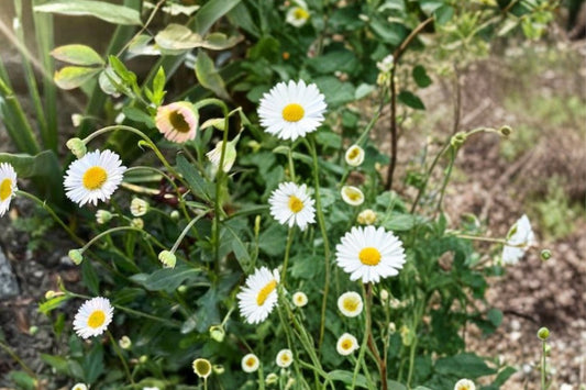 Erigeron 'Profusion' | Fleabane Daisy | Long-Blooming Groundcover | Pollinator Perennial | Drought-Tolerant Live Plant | 3.5" Pot