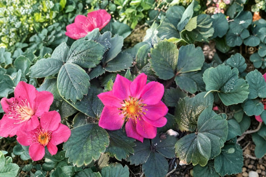 Fragaria 'Lipstick' | Ornamental Strawberry | Pink Flowering Groundcover | Live Strawberry Plant | Edible Perennial | 3.5" Pot