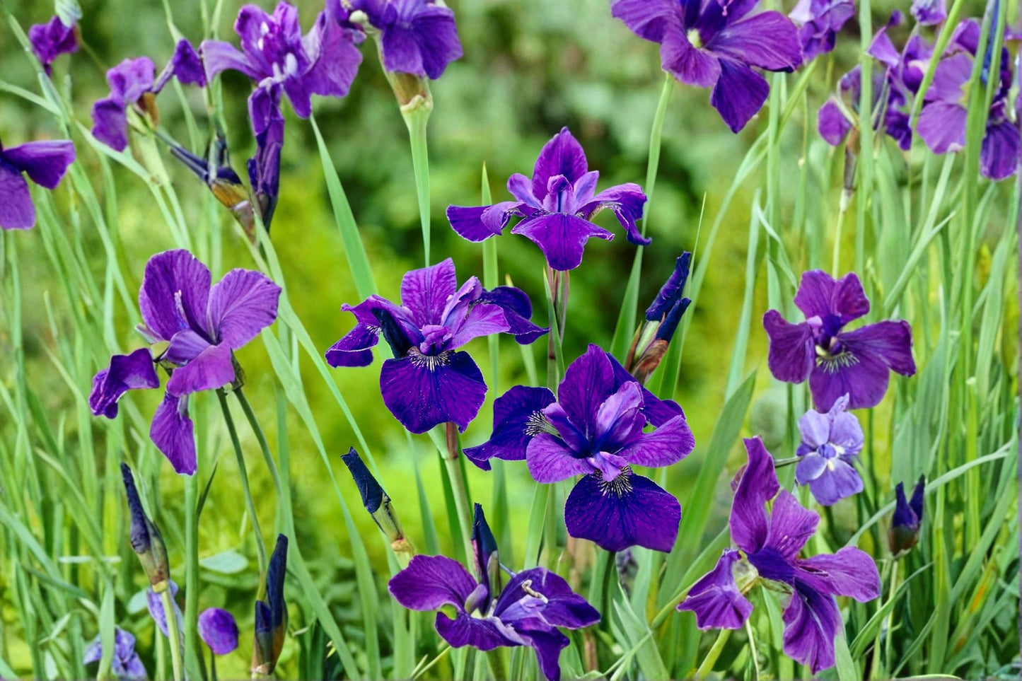 Iris sibirica 'Caesar's Brother' | Siberian Iris | Purple Perennial | Live Bareroot or Potted Plant | Fall 2026 Pre-Order