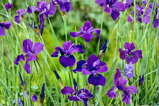 Iris sibirica 'Caesar's Brother' | Siberian Iris | Purple Perennial | Live Bareroot or Potted Plant | Fall 2026 Pre-Order