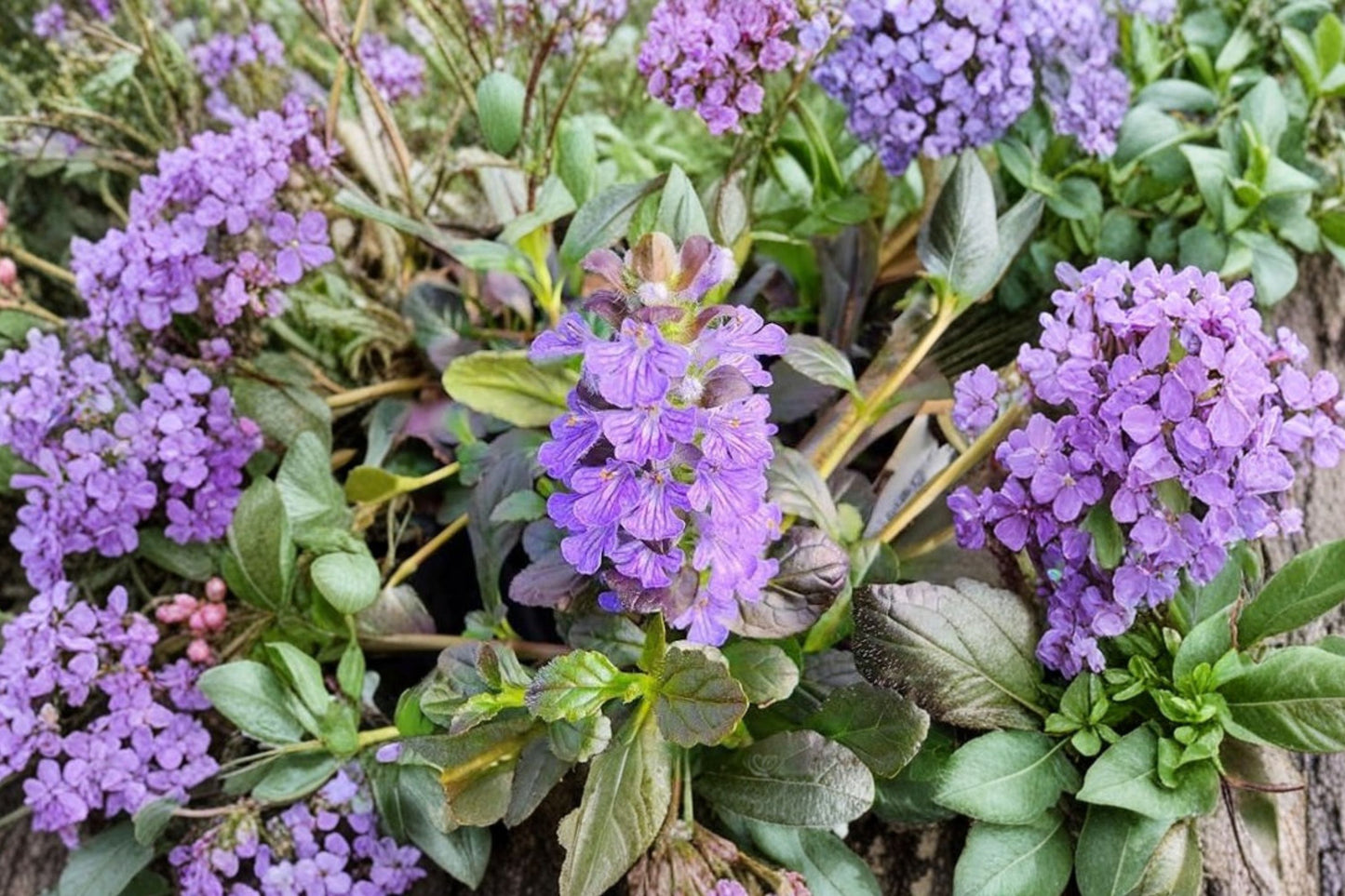 Ajuga reptans 'Mahogany' | Bugleweed Groundcover | Dark Purple Evergreen Perennial | Live Shade Plant | 3.5" Pot