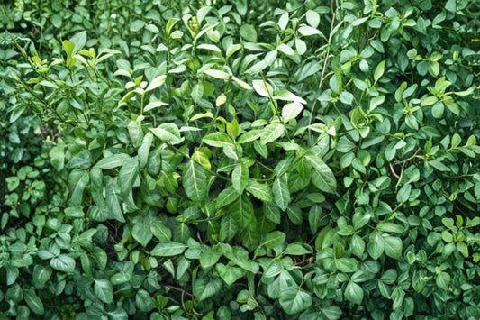 Euonymus fortunei 'Wolong Ghost' | Evergreen Groundcover | Wintercreeper Vine | Variegated Shade Plant | Live 3.5" Pot