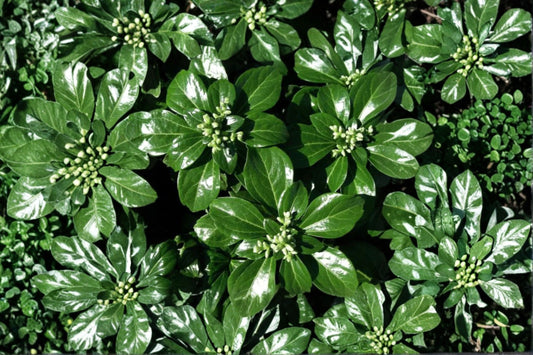 Pachysandra 'Green Sheen' | Glossy Japanese Spurge | Evergreen Groundcover | Shade Perennial | Deer Resistant Live Plant | 3.5" Pot