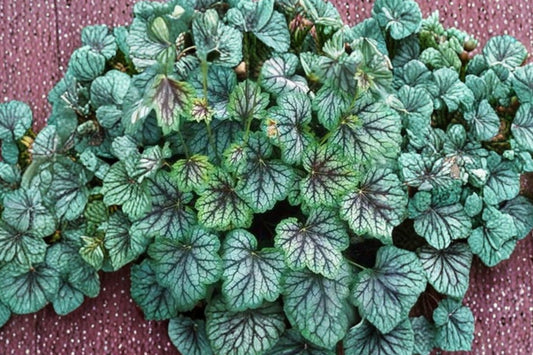 Heuchera 'Green Spice' | Silver Coral Bells | Shade Perennial | Colorful Foliage Plant | Deer Resistant Live Plant | 1 Gallon Pot