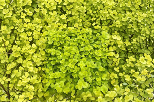 Lysimachia nummularia | Creeping Jenny | Trailing Groundcover | Golden Foliage Perennial | Live 3.5" Pot | Moisture Loving Plant