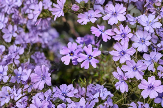 Phlox subulata 'Purple Beauty' | Creeping Phlox | Evergreen Groundcover | Purple Spring Flowers | Live Perennial | 3.5" Pot