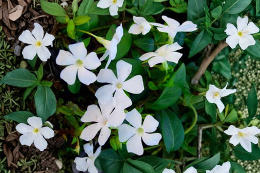 Vinca minor 'Alba' | White Periwinkle | Evergreen Groundcover | Shade Loving Perennial | Live Vinca Plant | Deer Resistant