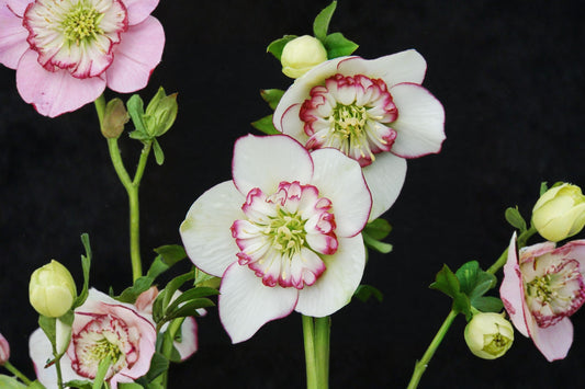 Helleborus 'Picotee Pearl' | Lenten Rose | Winter Jewels Series | Evergreen Shade Perennial | Live Hellebore Plant | 1 Gallon Pot