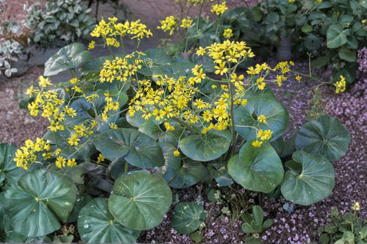 Farfugium japonicum 'Giganteum' | Giant Leopard Plant | Evergreen Shade Perennial | Tropical Foliage Plant | Live 1 Gallon Plant