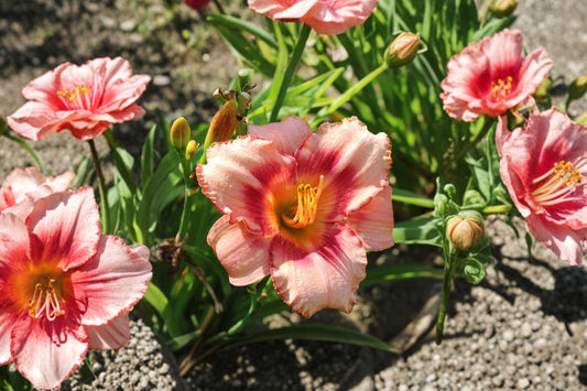 Hemerocallis 'Strawberry Candy' | Reblooming Daylily | Pink Daylily | Fragrant Perennial | Live Daylily Bareroot | Fall 2026 Pre-Order