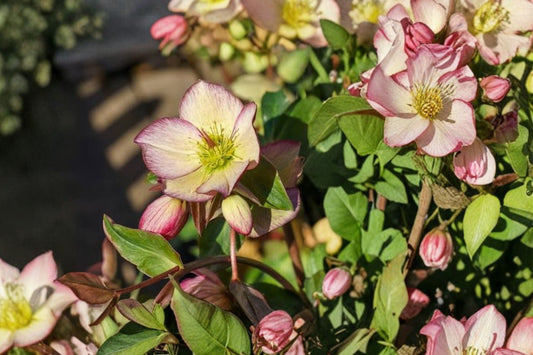 Helleborus 'Dark Picotee' | Ice N' Roses® Lenten Rose | Evergreen Shade Perennial | Winter Blooming Hellebore | Live Plant