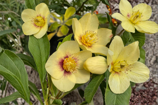 Helleborus 'Golden Sunrise' | Winter Jewels® Lenten Rose | Evergreen Shade Perennial | Yellow Hellebore | Live 4.5" Pot