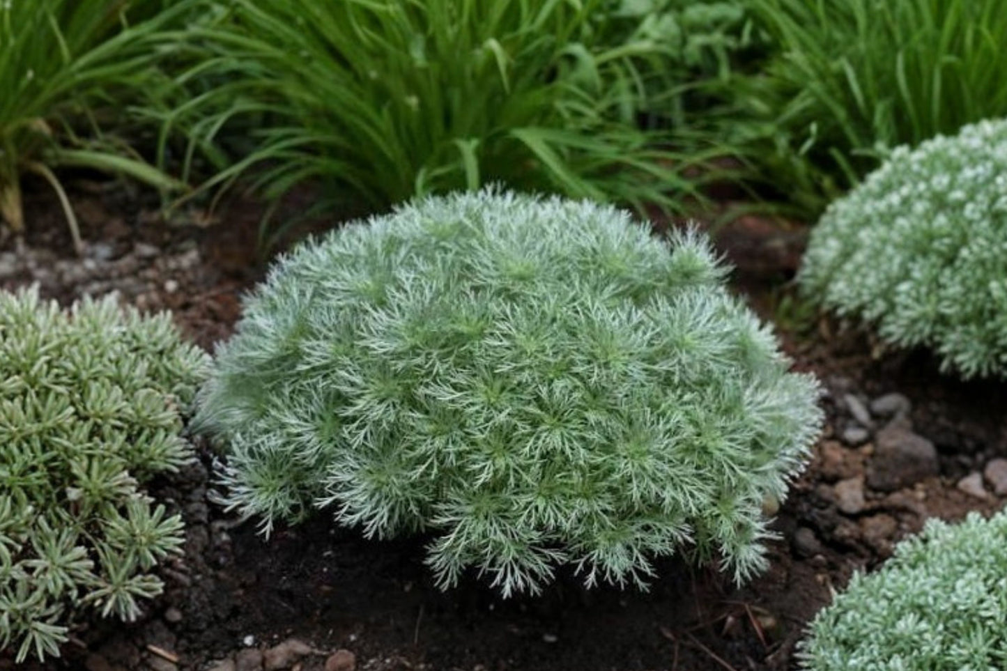 Artemisia 'Silver Mound' | Silver Mound Wormwood | Silver Foliage Perennial | Drought Tolerant Plant | Live 3.5" Pot