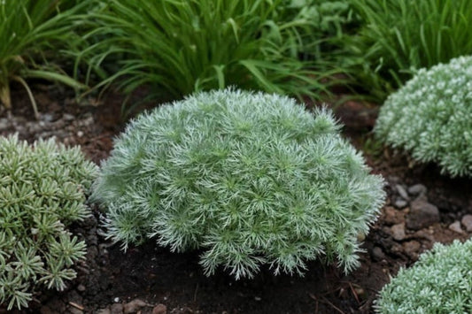 Artemisia 'Silver Mound' | Silver Mound Wormwood | Silver Foliage Perennial | Drought Tolerant Plant | Live 3.5" Pot