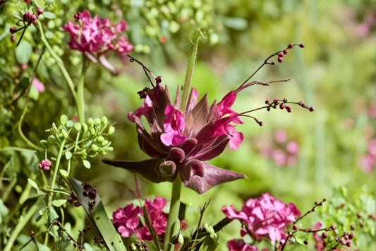 Salvia 'Amante' | Pink Hummingbird Sage | Long-Blooming Pollinator Perennial | Deer Resistant Live Plant | 4.5" Pot
