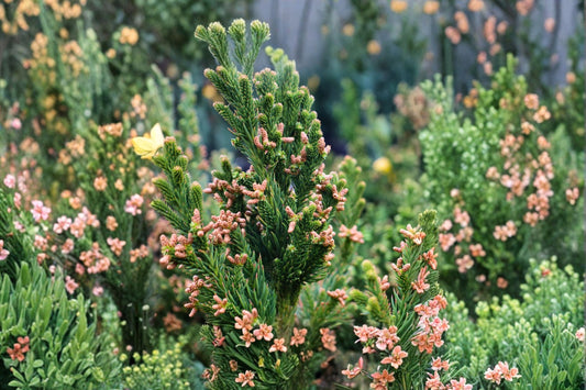 Cryptomeria 'Black Dragon' | Japanese Cedar | Dark Evergreen Conifer | Narrow Privacy Tree | Live 1 Gallon Plant