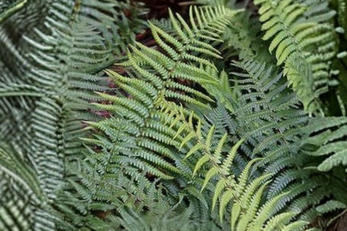 Dryopteris pulcherrima | Beautiful Wood Fern | Hardy Shade Perennial | Woodland Fern | Live 3.5" Pot