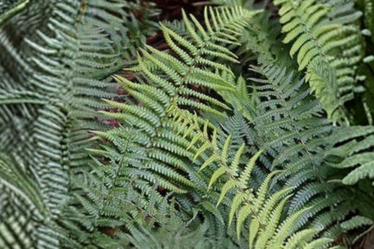 Dryopteris pulcherrima | Beautiful Wood Fern | Hardy Shade Perennial | Woodland Fern | Live 3.5" Pot