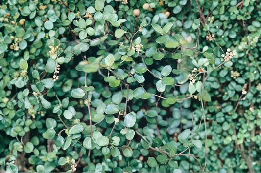 Muehlenbeckia complexa | Angel Vine | Wire Vine Groundcover | Trailing Evergreen Plant | Live 3.5" Pot