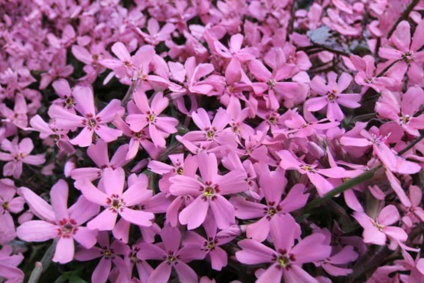 Phlox 'Eye Caramba' | Creeping Phlox | Pink Flowering Groundcover | Evergreen Perennial | Live 3.5" or 1 Gallon Plant