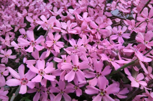 Phlox 'Eye Caramba' | Creeping Phlox | Pink Flowering Groundcover | Evergreen Perennial | Live 3.5" or 1 Gallon Plant