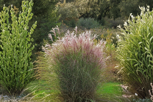 Miscanthus 'Morning Light' | Maiden Grass | Ornamental Grass | Variegated Landscape Plant | Live 1 Gallon Pot