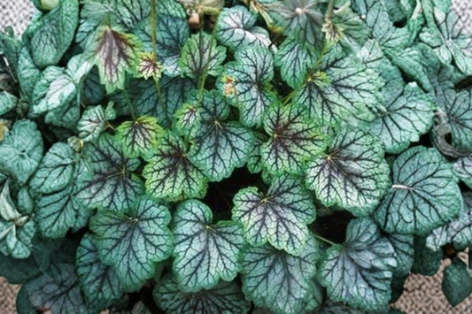Heuchera 'Green Spice' | Silver Coral Bells | Shade Perennial | Colorful Foliage Plant | Live Plant | Multiple Size Options