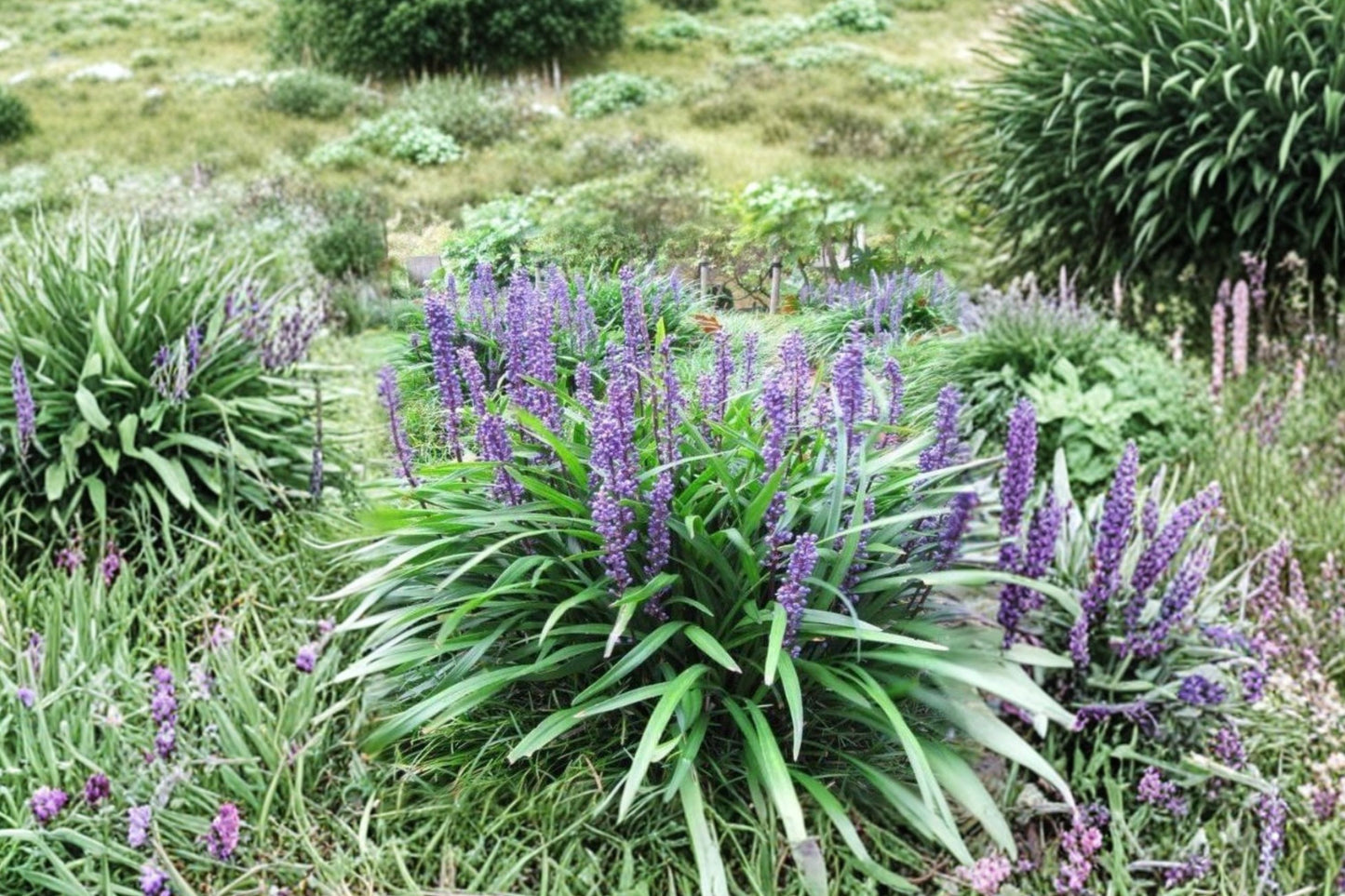 Liriope 'Big Blue' | Lilyturf Evergreen Groundcover | Purple Flowering Border Plant | Shade Perennial | Live Plant | Multiple Size Options